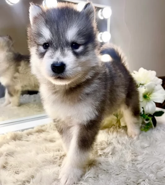 meraviglioso per adozione cuccioli di husky per ladozione | Foto 6