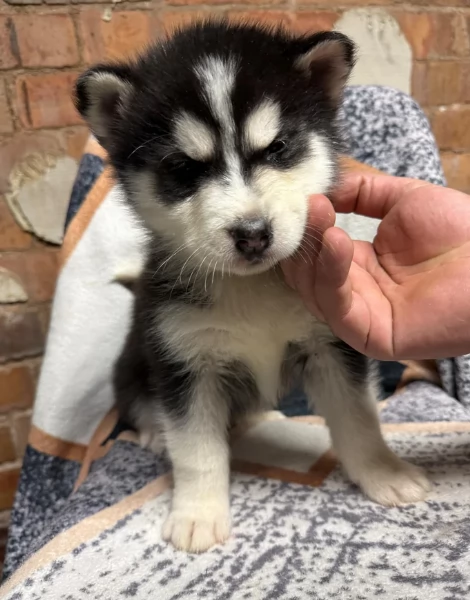 meraviglioso per adozione cuccioli di husky per ladozione | Foto 4