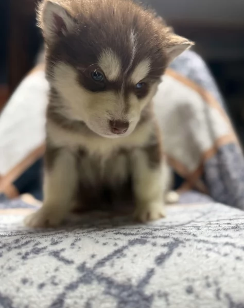 meraviglioso per adozione cuccioli di husky per ladozione | Foto 3