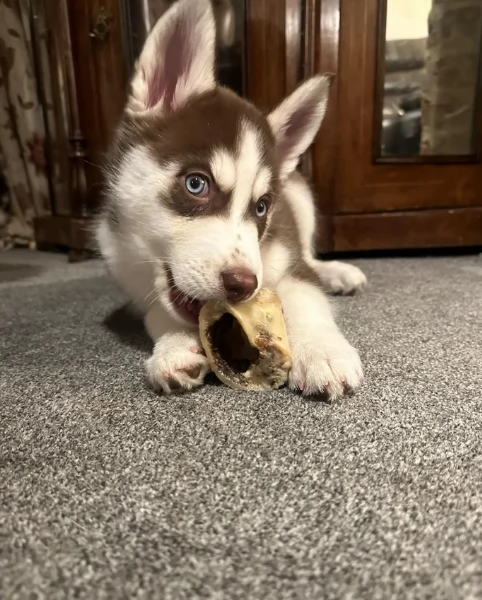 meraviglioso per adozione cuccioli di husky per ladozione | Foto 1