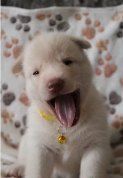 meraviglioso per adozione cuccioli di husky per ladozione | Foto 5