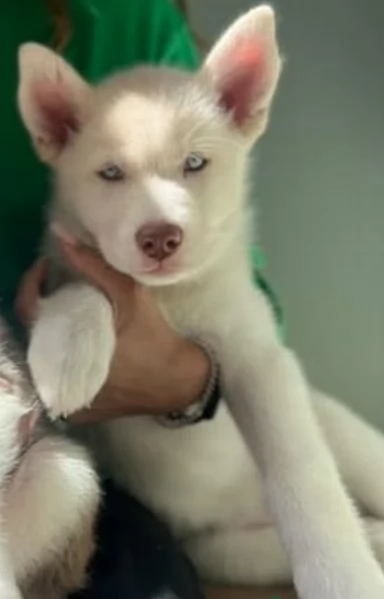 meraviglioso per adozione cuccioli di husky per ladozione
