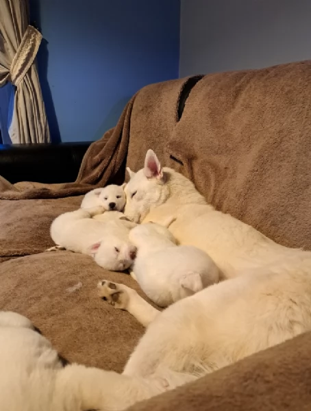 meraviglioso per adozione cuccioli di husky per ladozione | Foto 6