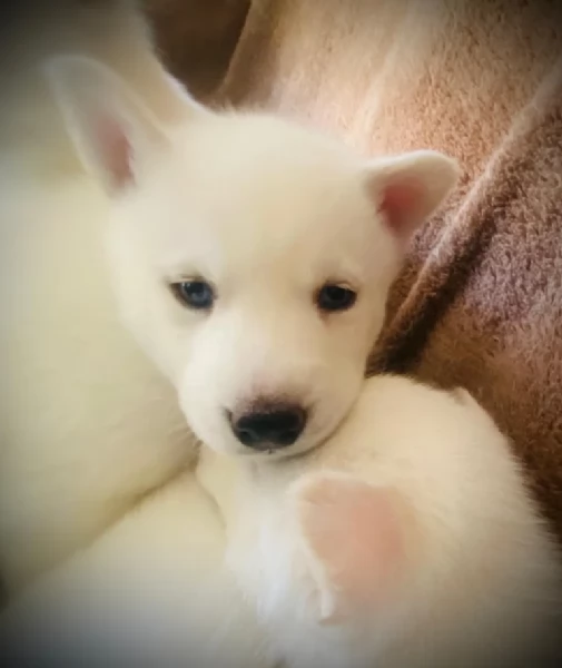 meraviglioso per adozione cuccioli di husky per ladozione | Foto 1