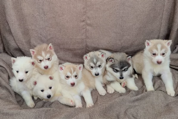 meraviglioso per adozione cuccioli di husky per ladozione | Foto 4