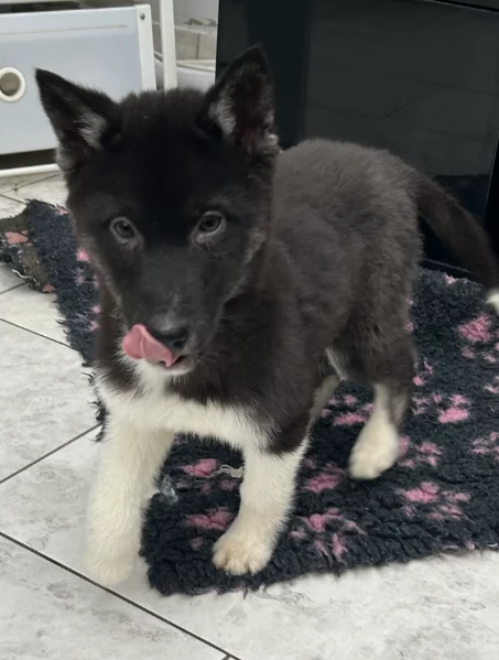 meraviglioso per adozione cuccioli di husky per ladozione | Foto 0