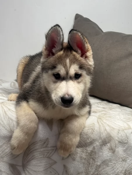 meraviglioso per adozione cuccioli di husky per ladozione | Foto 17