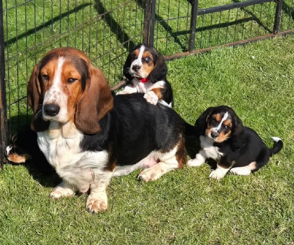 meraviglioso. per adozione cuccioli Bassethound