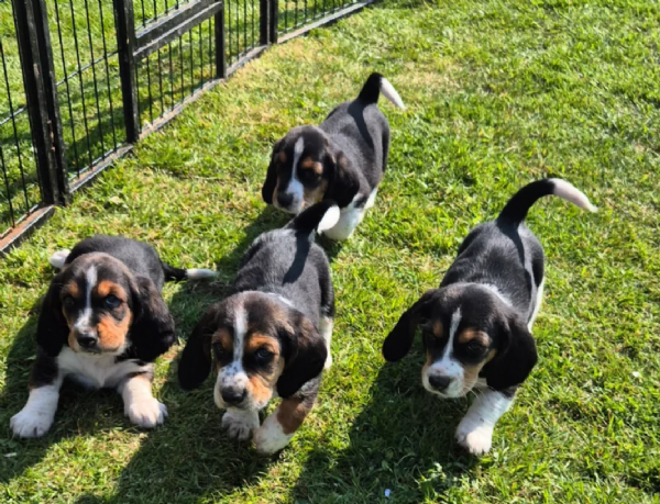 meraviglioso per adozione cuccioli Bassethound | Foto 2