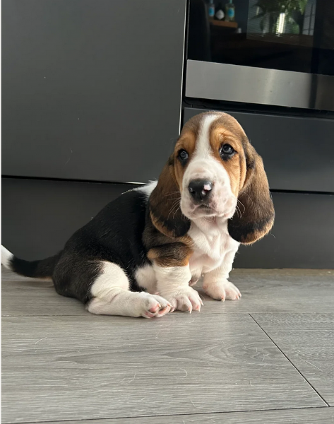 meraviglioso per adozione cuccioli Bassethound | Foto 1