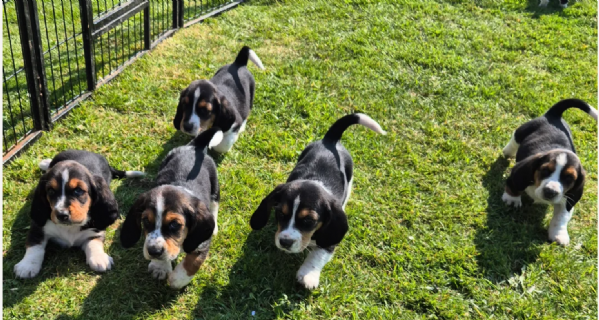 meraviglioso per adozione cuccioli Bassethound | Foto 0