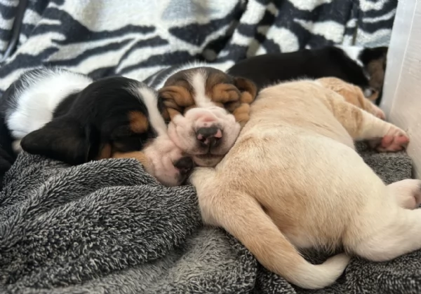 meraviglioso per adozione cuccioli Bassethound | Foto 0