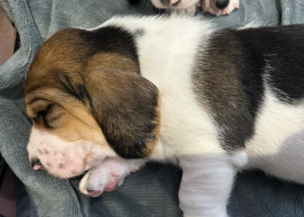 meraviglioso per adozione cuccioli Bassethound