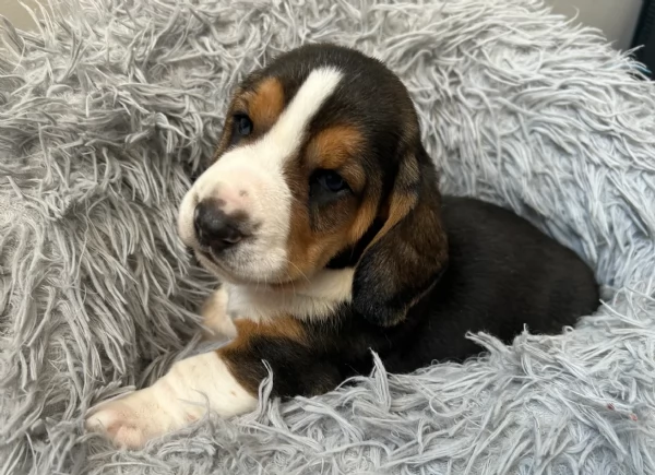 meraviglioso per adozione cuccioli Bassethound | Foto 2