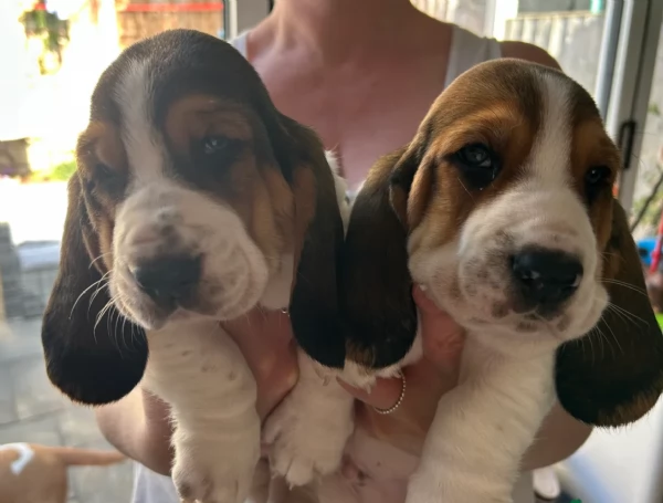 meraviglioso per adozione cuccioli Bassethound | Foto 5