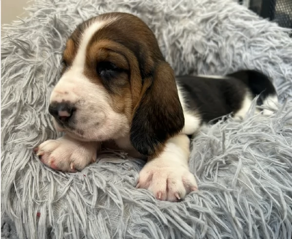meraviglioso per adozione cuccioli Bassethound | Foto 3