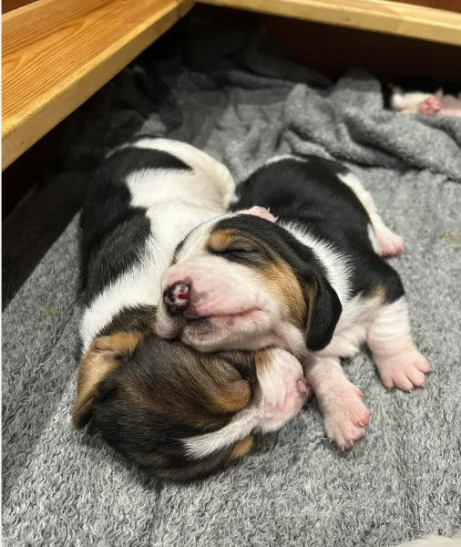 meraviglioso per adozione cuccioli Bassethound | Foto 3