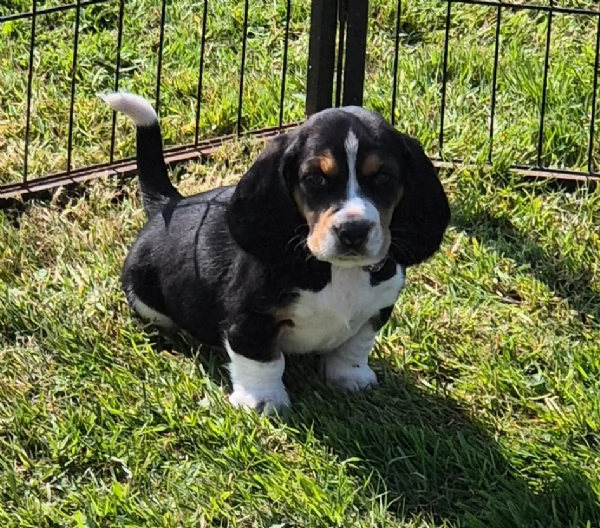 meraviglioso per adozione cuccioli Bassethound | Foto 1