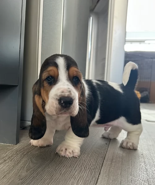 meraviglioso per adozione cuccioli Bassethound