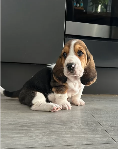meraviglioso per adozione cuccioli Bassethound | Foto 1