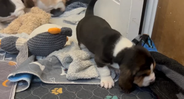 meraviglioso per adozione cuccioli Bassethound | Foto 0