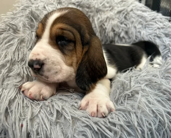 meraviglioso per adozione cuccioli Bassethound | Foto 0