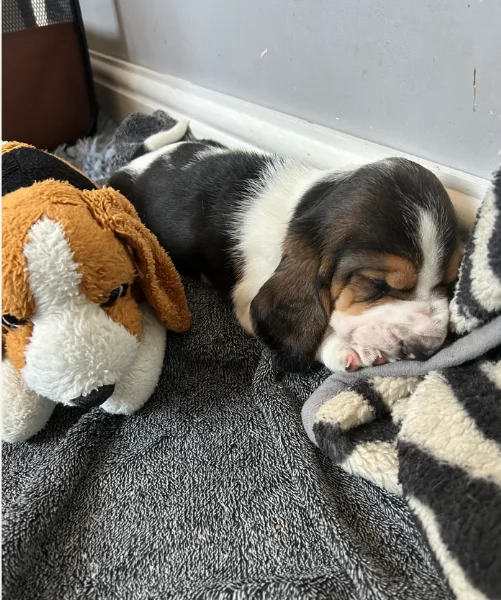 meraviglioso per adozione cuccioli Bassethound