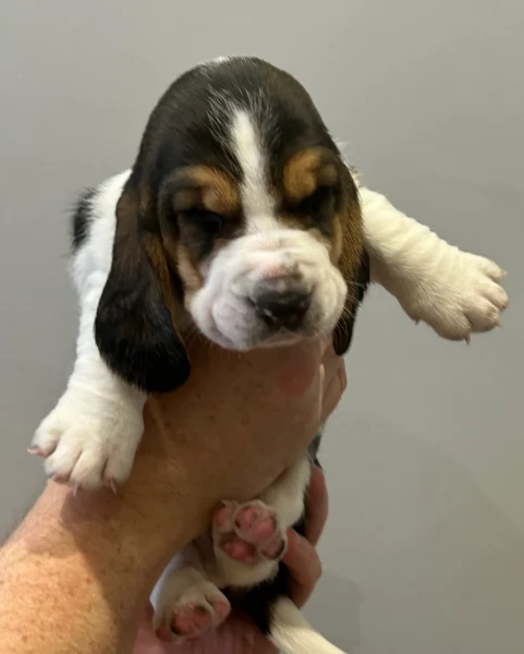 meraviglioso per adozione cuccioli Bassethound | Foto 3