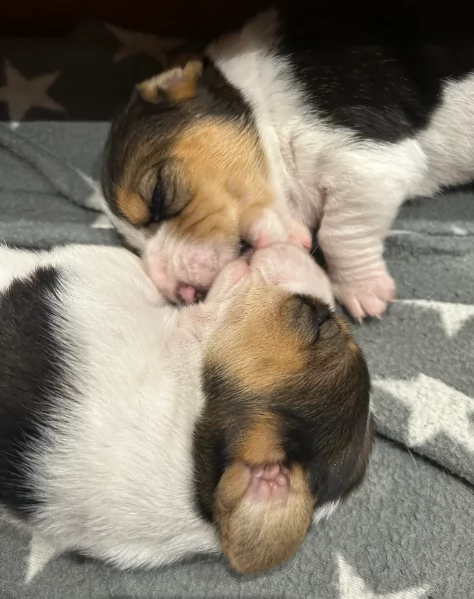 meraviglioso per adozione cuccioli Bassethound | Foto 0