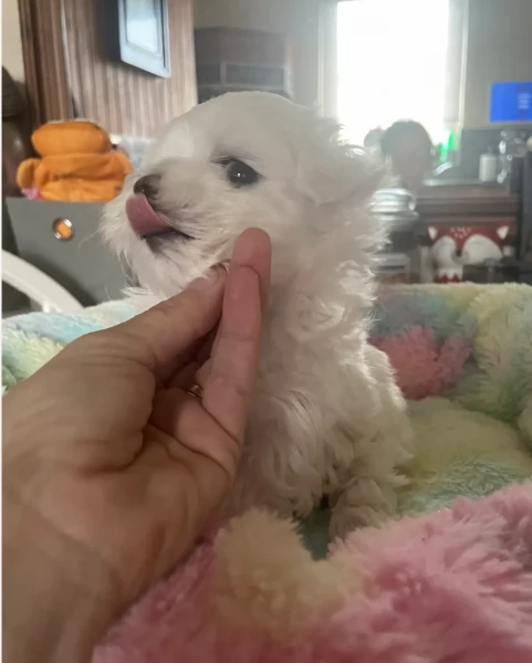 cucciolo di Maltese toy picola razza per adozione | Foto 6