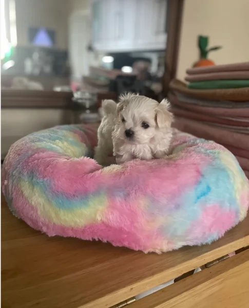 cucciolo di Maltese toy picola razza per adozione | Foto 5