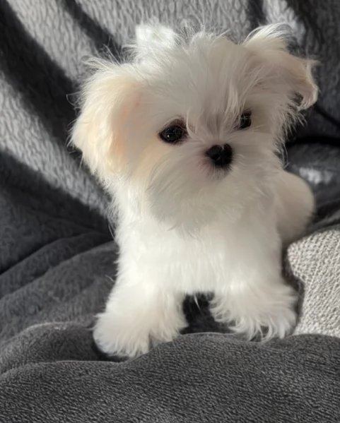 cucciolo di Maltese toy picola razza per adozione | Foto 5