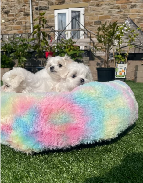 cucciolo di Maltese toy picola razza per adozione