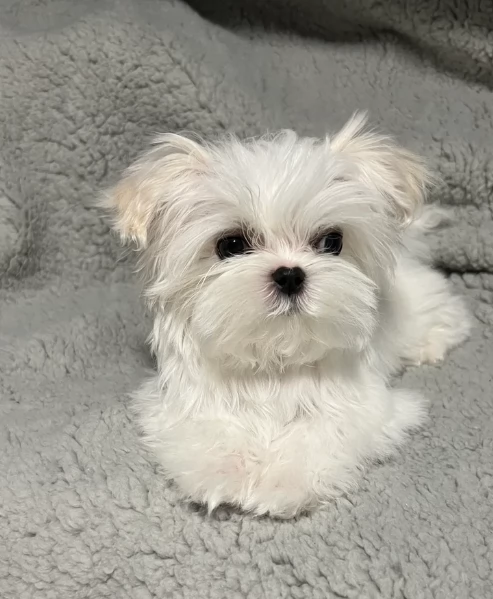 cucciolo di Maltese toy picola razza per adozione | Foto 1