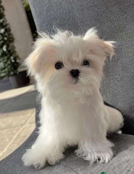 cucciolo di Maltese toy picola razza per adozione | Foto 0