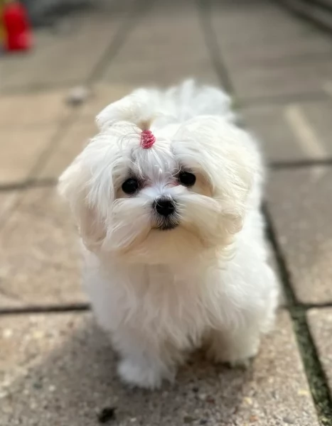 cucciolo di Maltese toy picola razza per adozione | Foto 3
