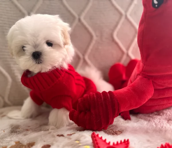 cucciolo di Maltese toy picola razza per adozione | Foto 2