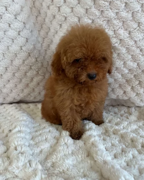 meraviglioso. per adozione cuccioli di barboncini toy | Foto 3