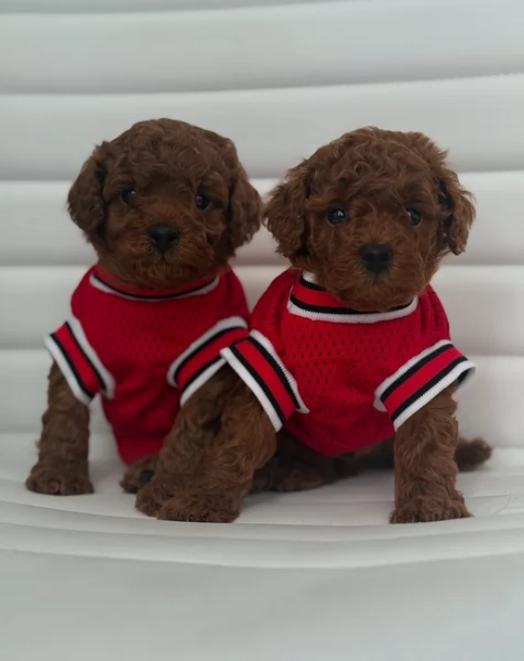 meraviglioso. per adozione cuccioli di barboncini toy