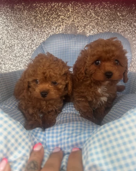 meraviglioso. per adozione cuccioli di barboncini toy | Foto 0