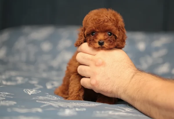 meraviglioso per adozione cuccioli di barboncini toy | Foto 4