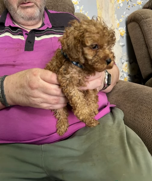 meraviglioso per adozione cuccioli di barboncini toy | Foto 2