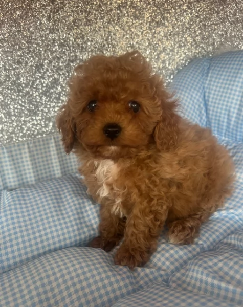 meraviglioso per adozione cuccioli di barboncini toy | Foto 1