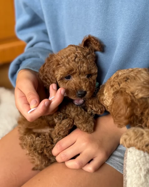 meraviglioso per adozione cuccioli di barboncini toy | Foto 3