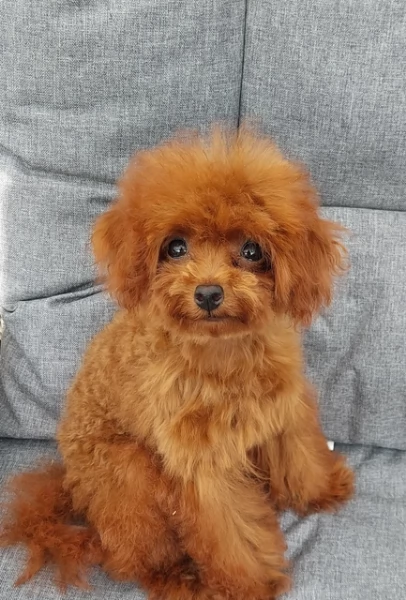 meraviglioso per adozione cuccioli di barboncini toy | Foto 2