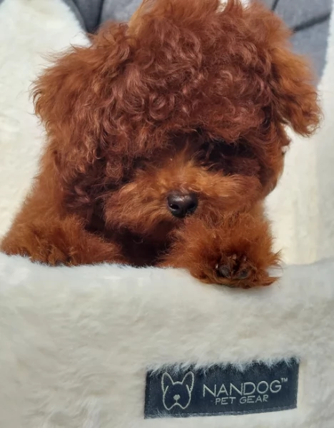 meraviglioso per adozione cuccioli di barboncini toy | Foto 0