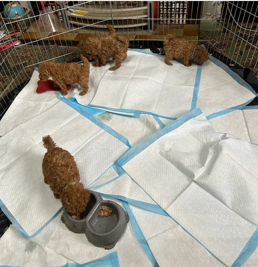 meraviglioso per adozione cuccioli di barboncini toy