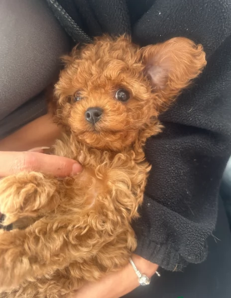 meraviglioso per adozione cuccioli di barboncini toy | Foto 0