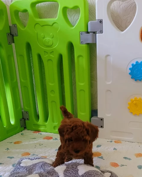 meraviglioso per adozione cuccioli di barboncini toy