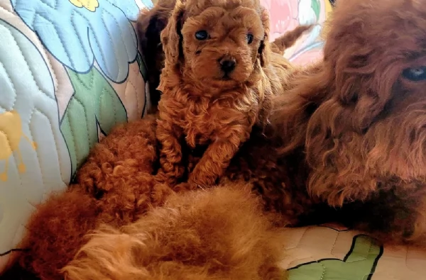 meraviglioso per adozione cuccioli di barboncini toy | Foto 3